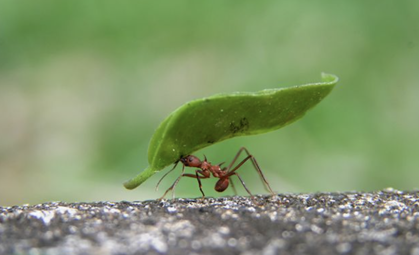 “Ants will refuse ‘medical’ help from their colony if they know they are mortally wounded. Rather than waste the colony’s resources and energy on futile rehabilitation, the wounded ant flails its legs forcing help to abandon them.”
